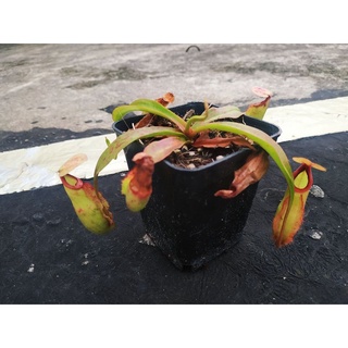 cây nắp ấm mini gieo hạt !