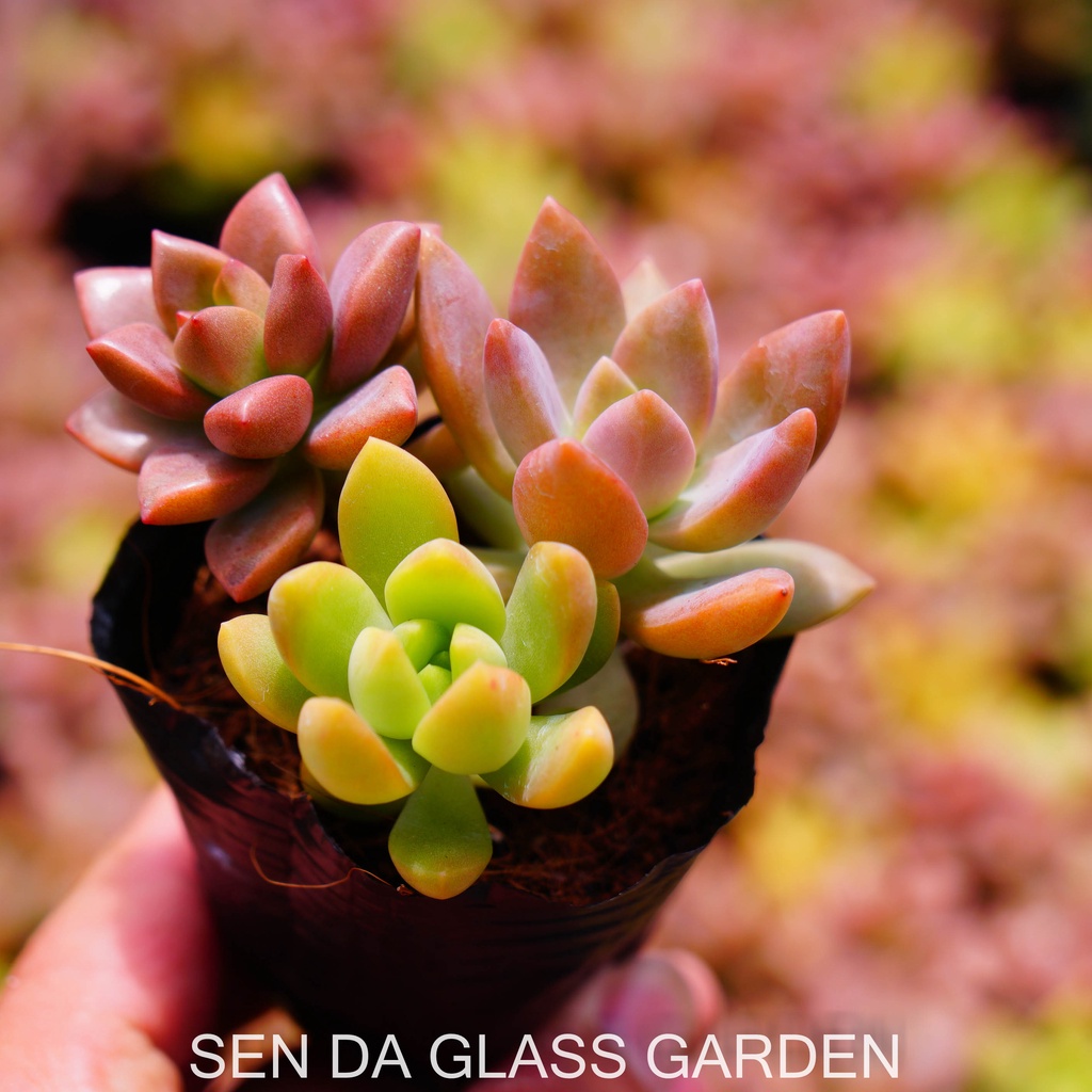 Sen Đá chậu nhỏ mix 3 cây khác nhau GLASS GARDEN, Sen đá đà lạt giá rẻ, thuần khí hậu,  lỗi 1 đổi 1