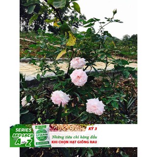 Hạt giống hoa hồng cổ vân khôi hoa đẹp 10 hạt đến mùa trồng tết