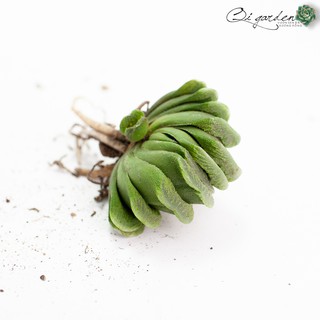 Sen Đá Kim Cương Haworthia Truncata LimeGreen