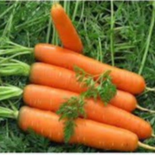 5gram HẠT GIỐNG CỦ CÀ RỐT