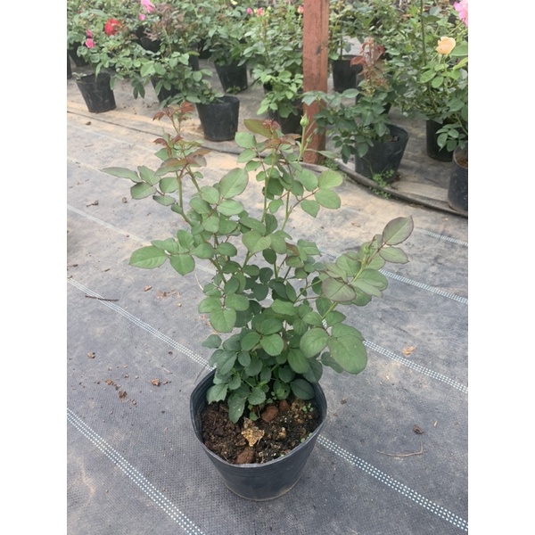 Cây hoa hồng bụi Keira màu trăng, cây nguyên chậu cao 50-60cm. thienan22916