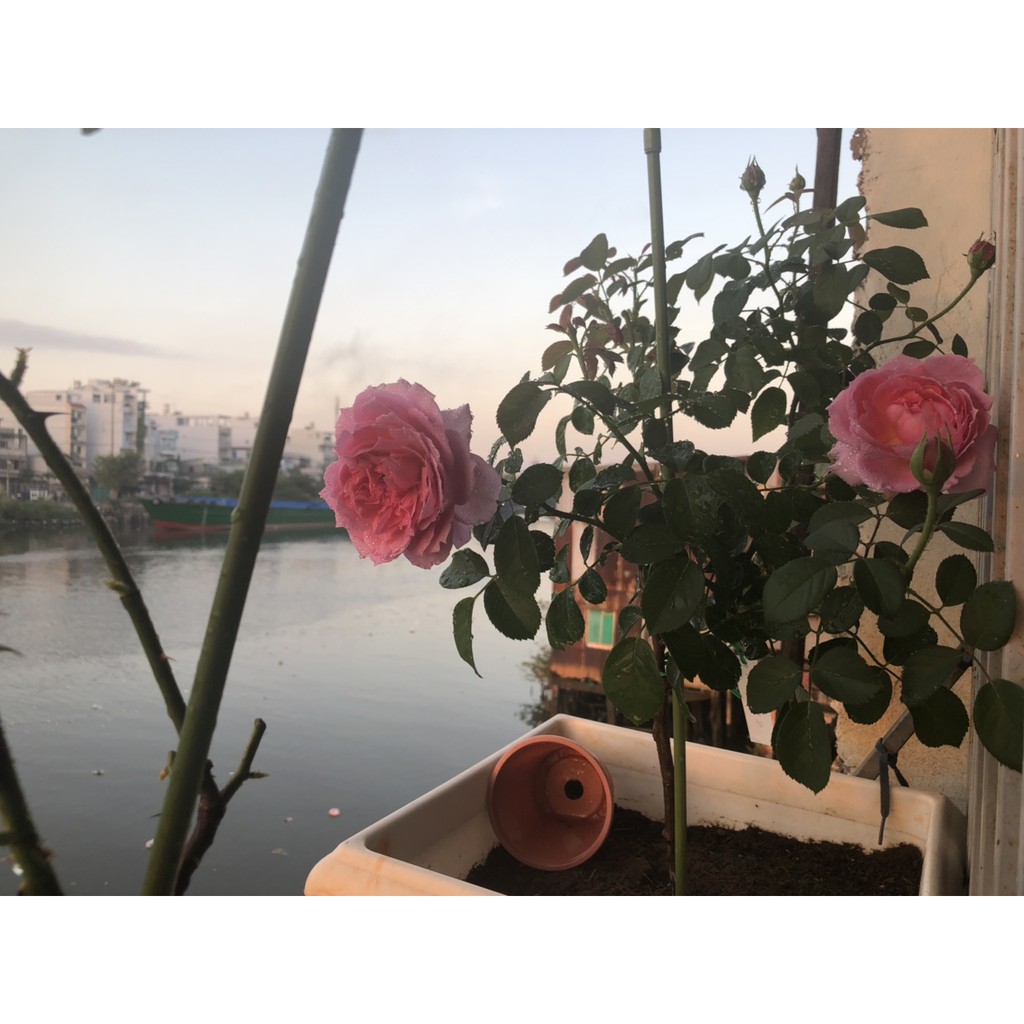 Phân Hữu Cơ RanMan Nhật Bản Cho Hoa Hồng - KOBETA GARDEN
