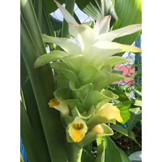 Cây Gừng Gió