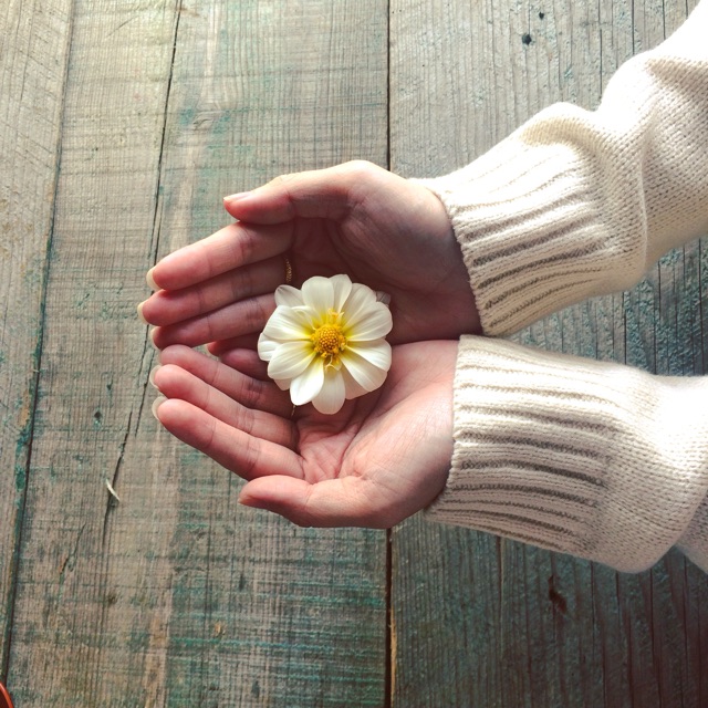 Phân bón & Hạt giống PT