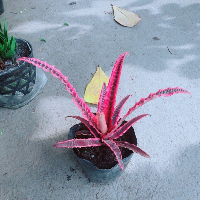 Dứa phụng.