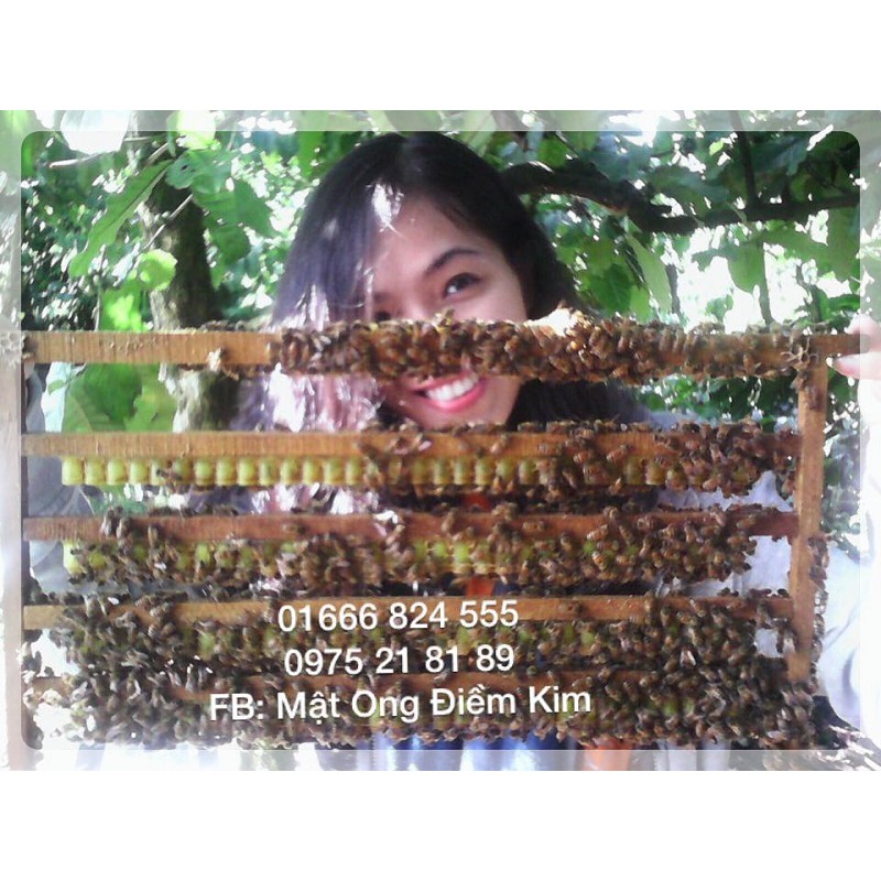 Sữa Ong Chúa Tươi nguyên chất 100% | BigBuy360 - bigbuy360.vn