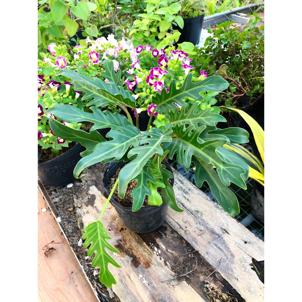 Trầu bà chân vịt philodendron xanadu, cây phong thủy trồng trong nhà, trang trí nội thất văn phòng, lọc không khí