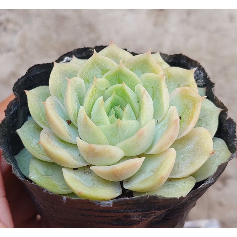 Sen đá Ngọc Bích - Hư 1 đổi 1- Cây cảnh trang trí- HOA ĐÁ shop