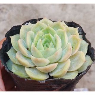 Sen đá Ngọc Bích - Hư 1 đổi 1- Cây cảnh trang trí- HOA ĐÁ shop