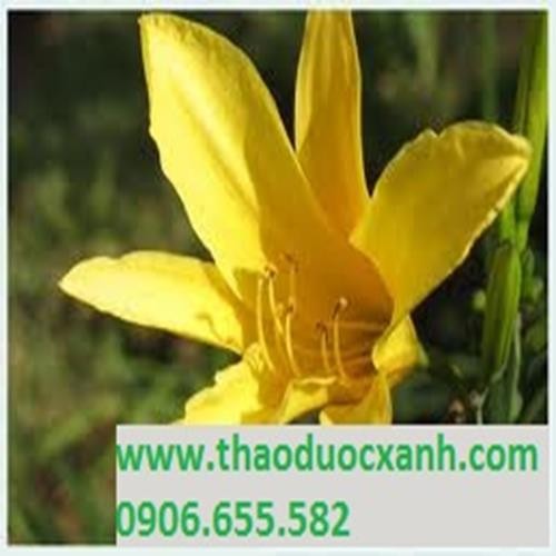 500g Hoa kim châm Đà Lạt giúp tăng tiểu cầu - Hàng công ty Thảo Dược Việt