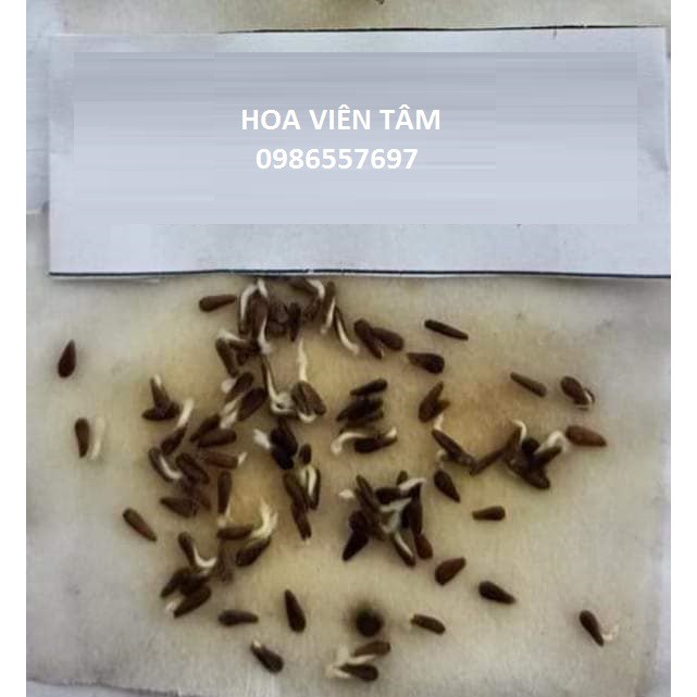 Hạt hoa cúc Magic Thái chuẩn F1 này mầm 💯