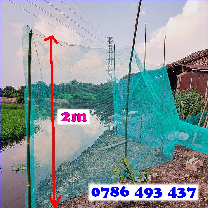 Dớn Chặn Sông Bắt Cá, cao 2m, mỗi bên cánh dài 3m, đuôi dài 6.5m