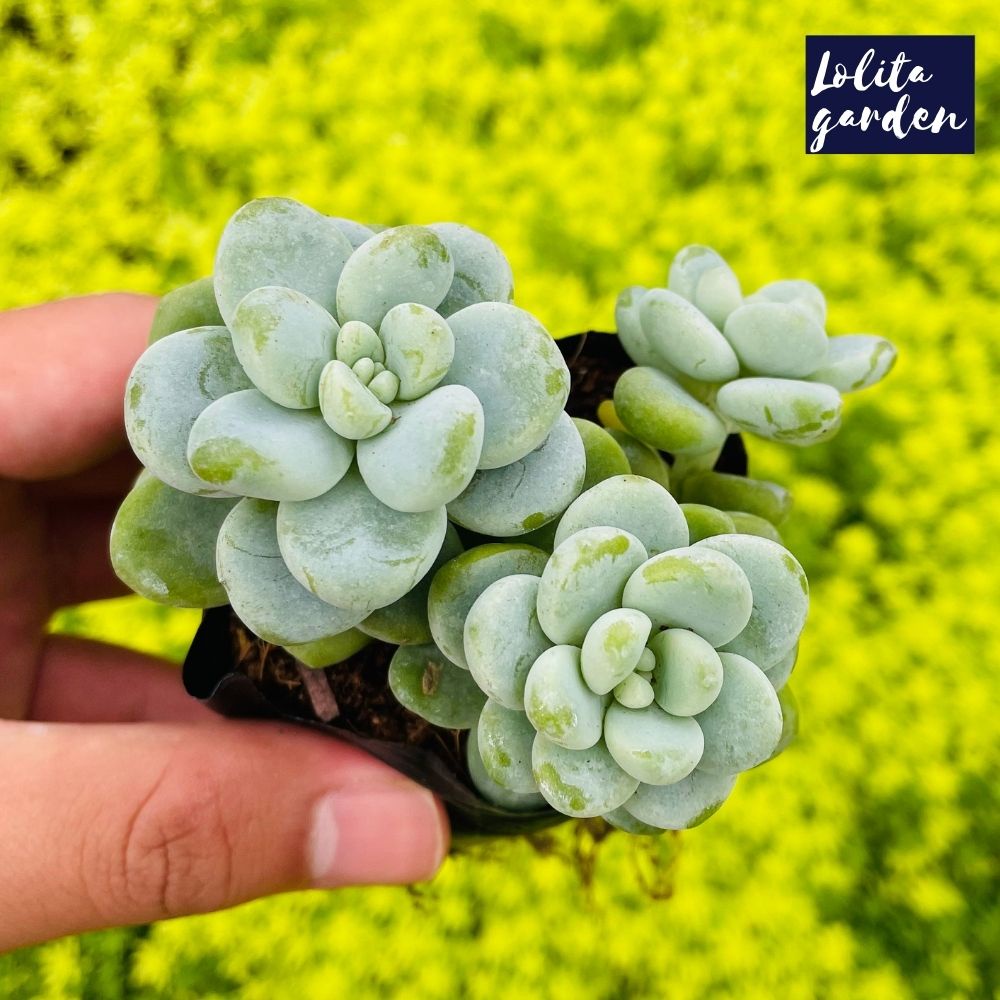 Sen đá sỏi thiên thanh Đà Lạt size bé cây cảnh trang trí nhà cửa Lolita garden