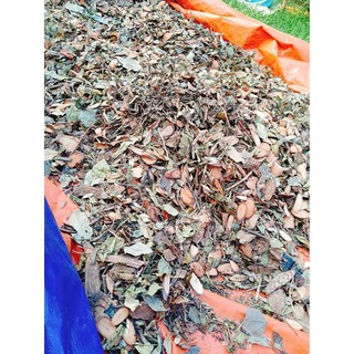 Lá Xông và Tắm Dân tộc giao đỏ