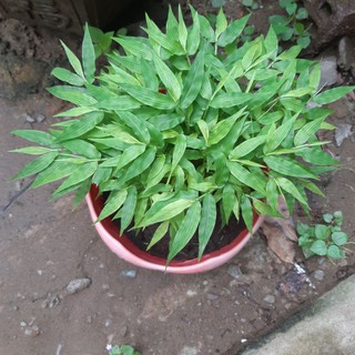 Cây  trúc  mây (trúc  kiểng)