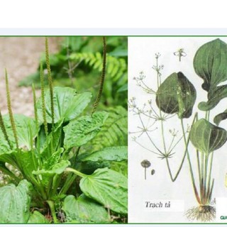 Hạt giống trạch tả - (Cây dược liệu ) 50 hạt -hg10
