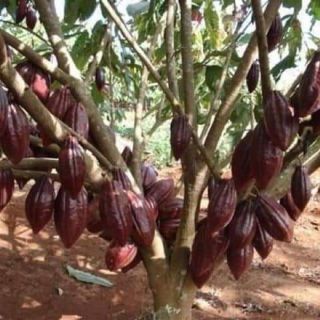 Ca cao đắng Dak Lak nguyên chất hộp 500g