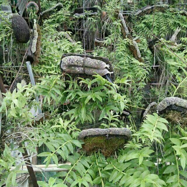 Phân dê túi lưới bón cho lan 20cm và cây cảnh HT Green