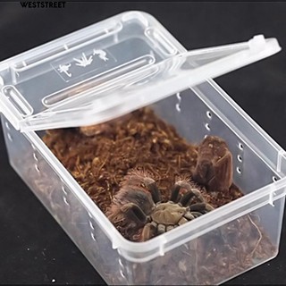 Hộp nhựa trong nuôi bò sát chuyên dụng 19cm x 12.5cm x 7.5cm