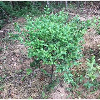 Combo cây mai trắng +mai chiếu thuỷ