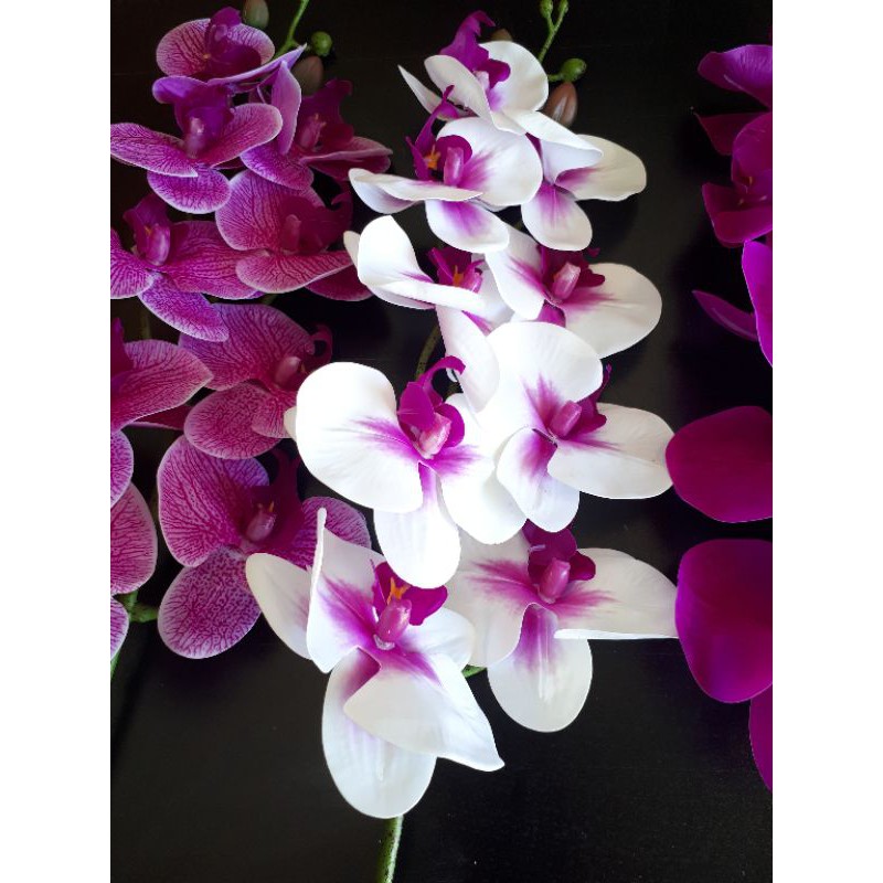 lan cao su 50k/ cành 9 bông/ nhánh