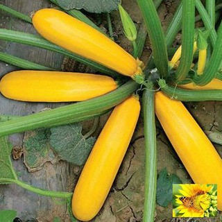 Hạt giống Bí ngòi vàng (7hạt)