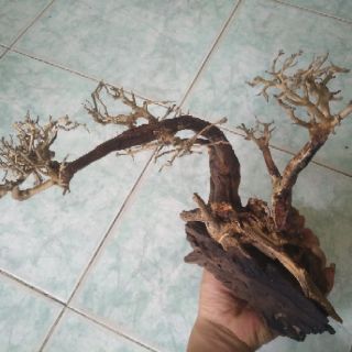 Lũa bonsai thủy sinh