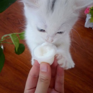 1 Viên Pudding BOTH sữa dê cho mèo