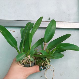 Lan Cattleya cây giống