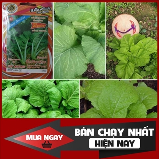[ Big Sale ] 10gr - Hạt giống Cải Mơ Khổng Lồ Thái Lan