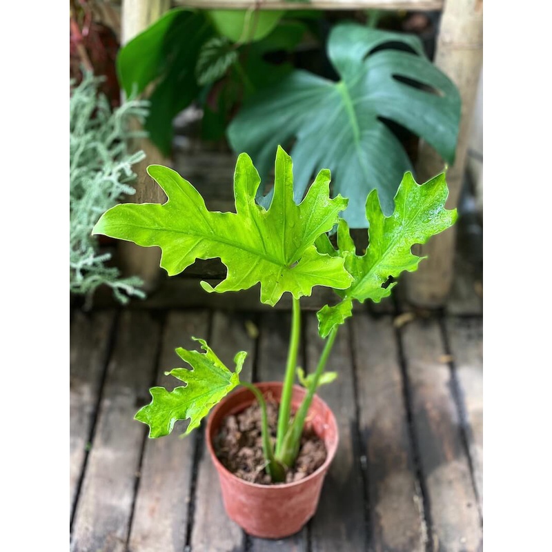 Cây Philodendron selloum Lacy Tree (Cây Trầu Bà Thanh Xuân) cao &gt;25cm chậu nhựa 10cm