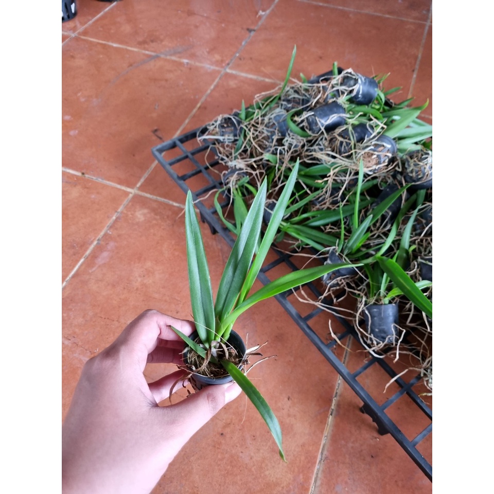 HOA LAN BRASS RUBY LAI CÂY GIỐNG
