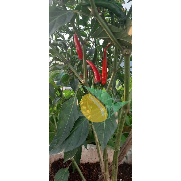 HẠT GIỐNG ỚT CHỈ THIÊN F1 VENUS TN 720 - SIÊU TRÁI GÓI 5G