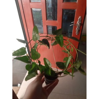 giống sương sâm đã có rễ
