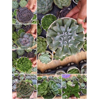 Sen Đá Size Trung 9-11cm( Giao ngẫu nhiên )