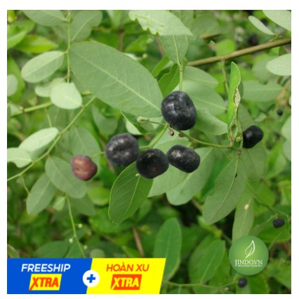 Cây mực  khô 1KG hàng chuẩn loại 1