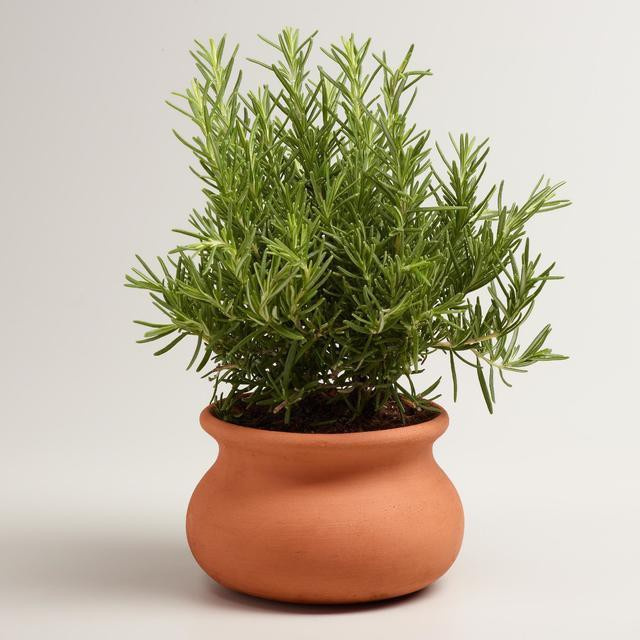 Caykiengsadec - Cây hương thảo - rosemary - cây gia vị với hương thơm dịu nhẹ, vừa đuổi muỗi lại giúp thư giãn