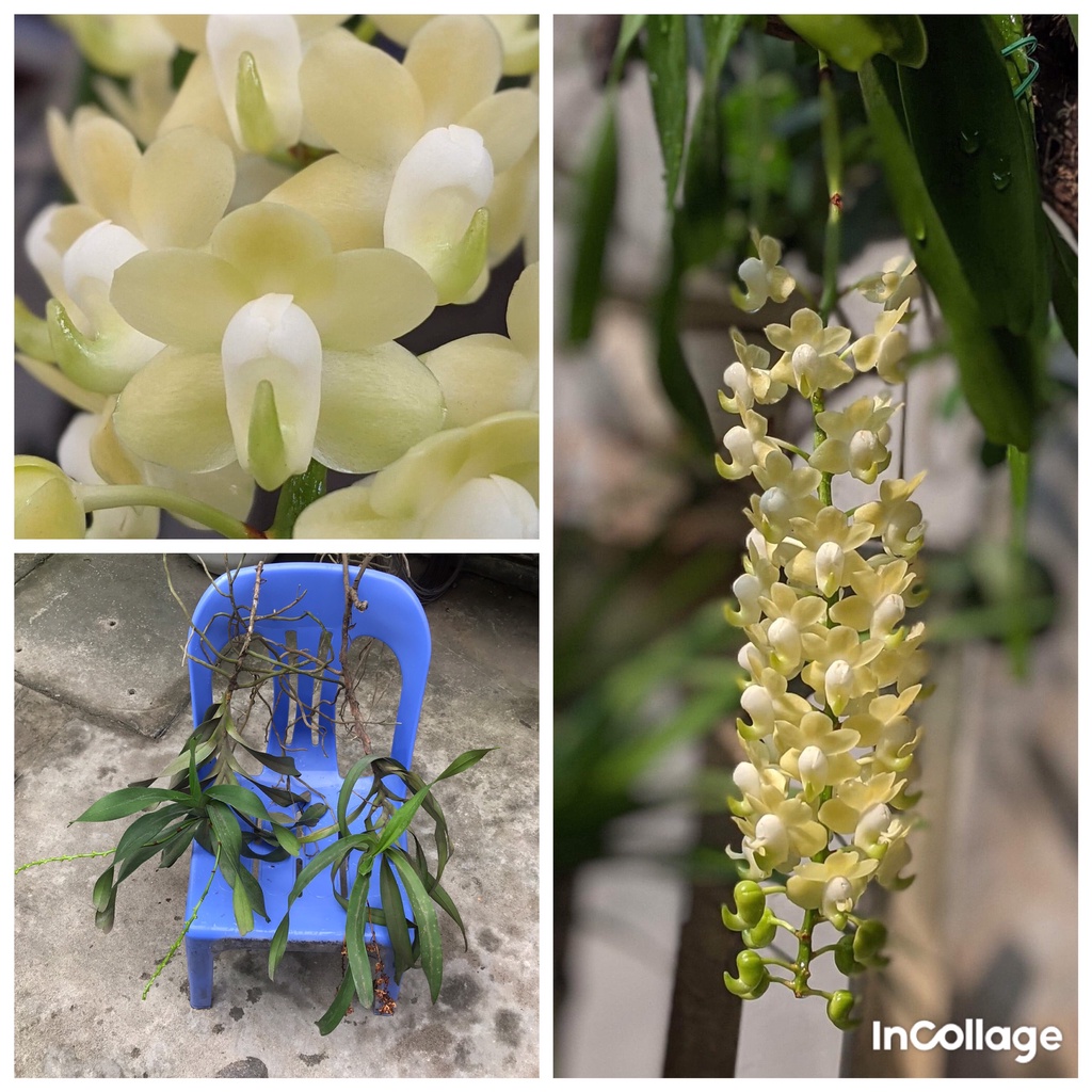 combo 2 ngọn hoa lan quế đang nụ