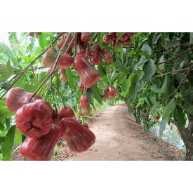 Cây Giống Mận An Phước