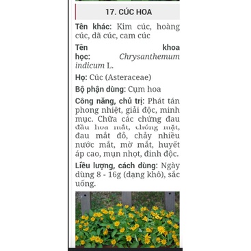 Cây Cúc Hoa