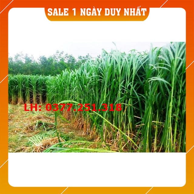 Hạt Giống Cỏ Voi Lai F1 Năng Suất Cao  -  Cỏ Cao Lương, Cỏ Chăn Nuôi Trâu, Bò, Dê, Ngựa, Thỏ, Cá