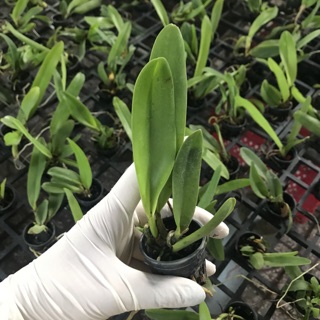 Catlaya cây giống
