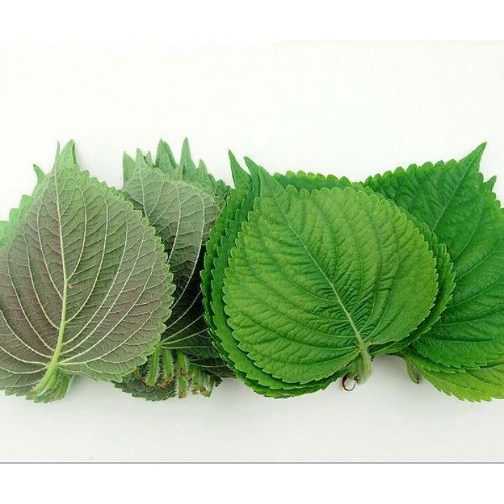 Hạt Giống Rau Thơm Mè Hàn Quốc 0.5gr