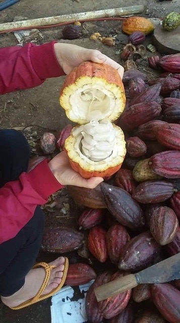 BỘT CA CAO NGUYÊN CHẤT ĐẮK LẮK