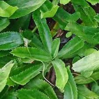 10g HẠT GIỐNG NGÒ GAI