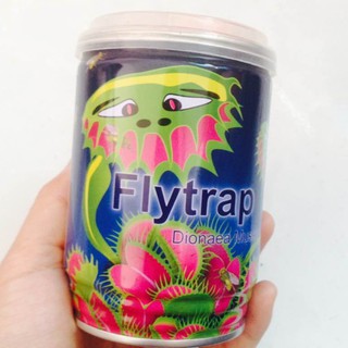 Lon hạt giống cây nắp kẹp (chậu + đất + hạt giống)