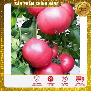 Hạt giống cà chua Hồng ( 30 hạt)