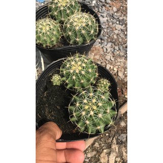 Xương rồng hamato hoa vàng