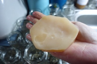 Kombucha, nấm thủy sâm, Scopy kèm nước mồi